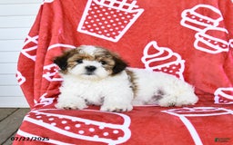 Teddy Bear dogs for sale: Honey - Image 3
