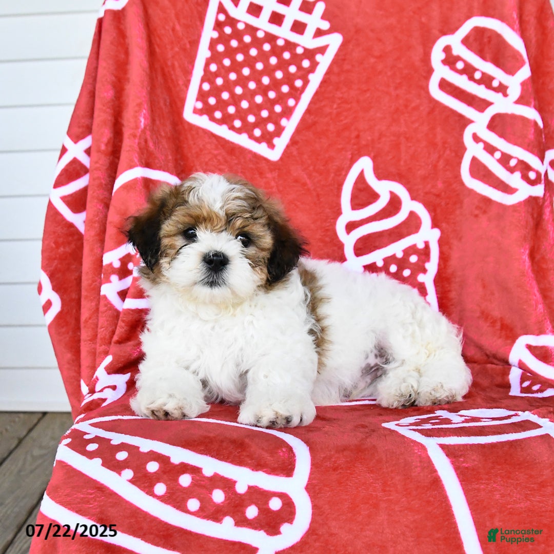 Teddy Bear dogs for sale: Honey - Image 3