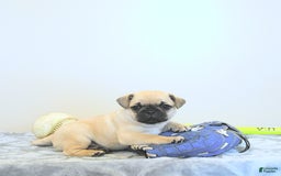 Jug dogs for sale: Rylan - Image 1