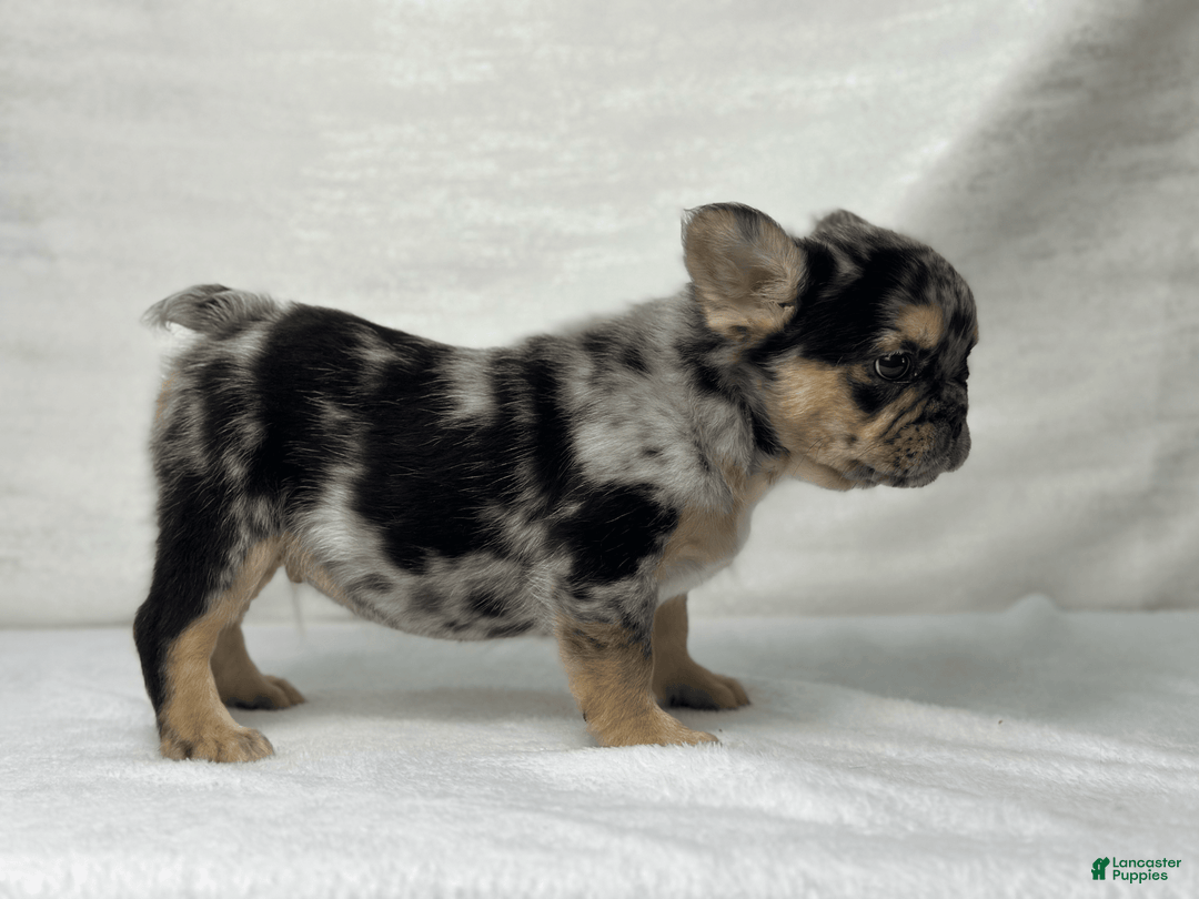 French Bulldog dogs for sale: Kingston - Image 7