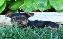 Yorkshire Terrier dogs for sale: Teddy - Image 4