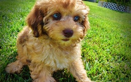 Havapoo dogs for sale: Fancy - Image 2