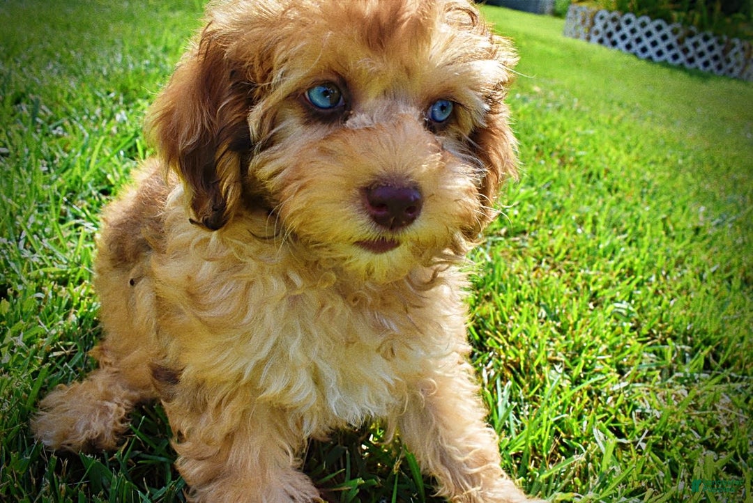 Havapoo dogs for sale: Fancy - Image 2