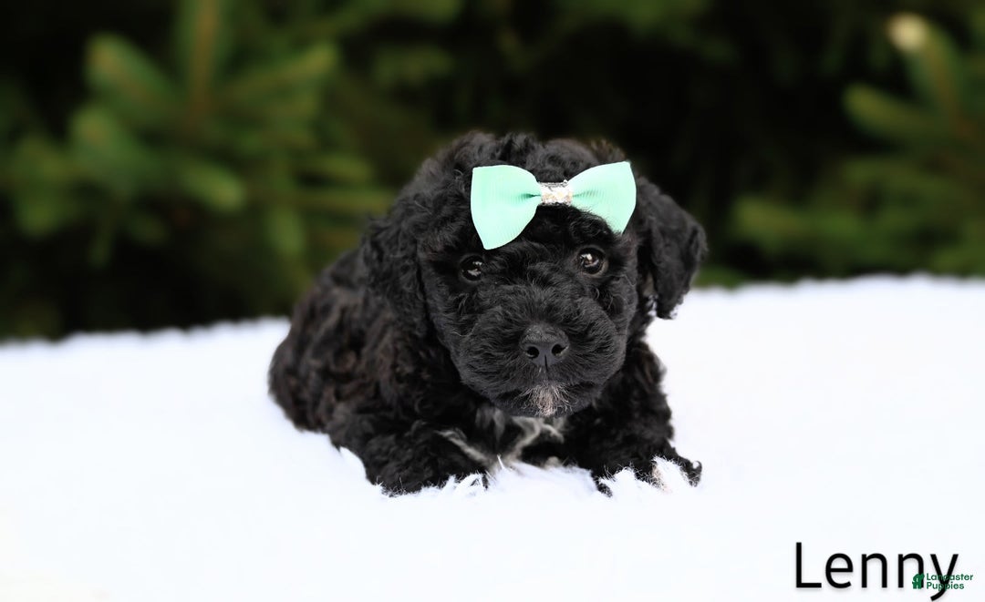 Bichpoo dogs for sale: Lenny - Image 3