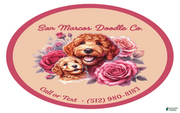 Mini Goldendoodle dogs for sale: Vanilla Bean - Image 2