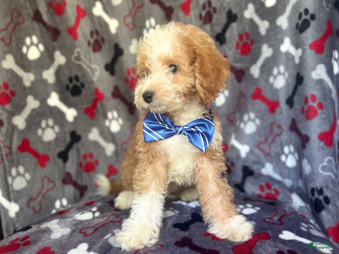 Cavapoo dogs for sale: Boss - Image 2