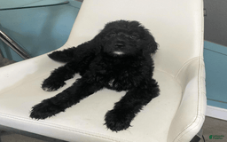 Bernedoodle dogs for sale: Baby Kiara - Image 5