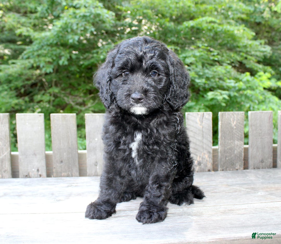 Mini Goldendoodle dogs for sale: Keith - Image 9