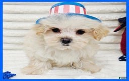 Morkie dogs for sale: Cupid - Image 2