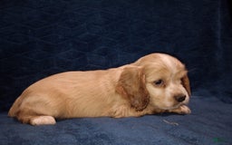Cocker Spaniel dogs for sale: Marshmallow - Image 7