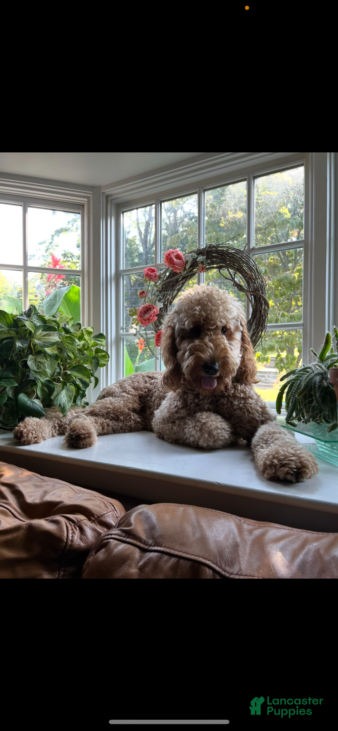Goldendoodle dogs for sale: Coda - Image 8