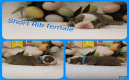 Olde English Bulldogge dogs for sale: Short Rib - Image 4