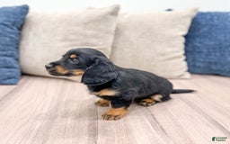 Miniature Dachshund dogs for sale: Faith - Image 7