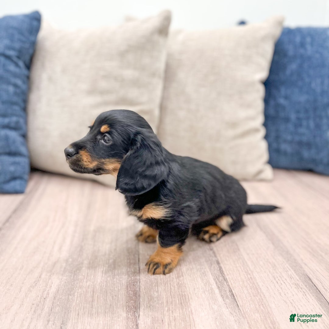 Miniature Dachshund dogs for sale: Faith - Image 7