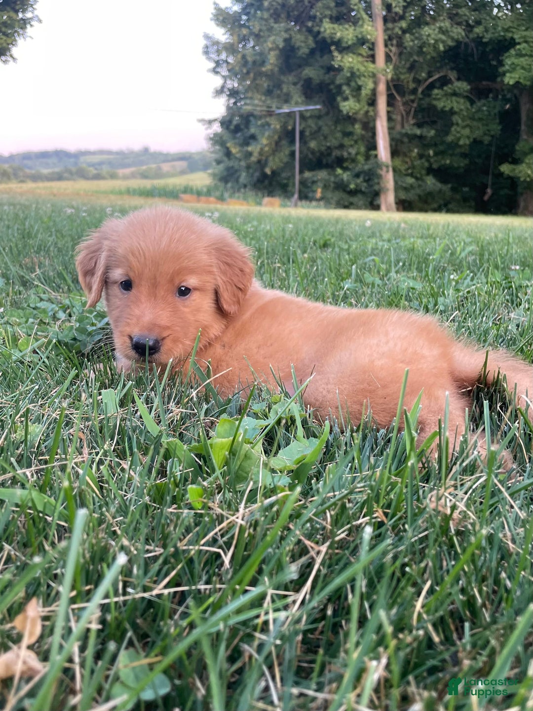 Golden Retriever dogs for sale: King - Image 1