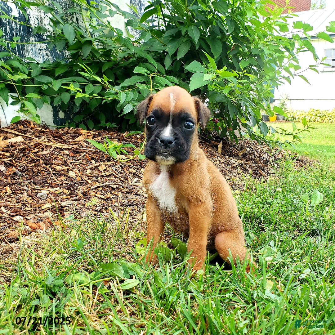 Boxer dogs for sale: Zody - Image 4