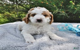 Mini Goldendoodle dogs for sale: Dallas - Image 8