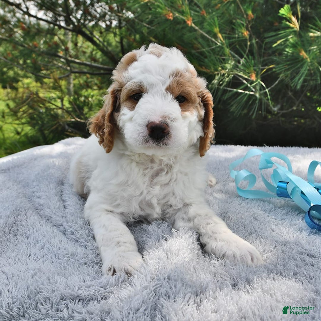 Mini Goldendoodle dogs for sale: Dallas - Image 8