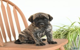 English Mastiff dogs for sale: Mr Grizzle - Image 1