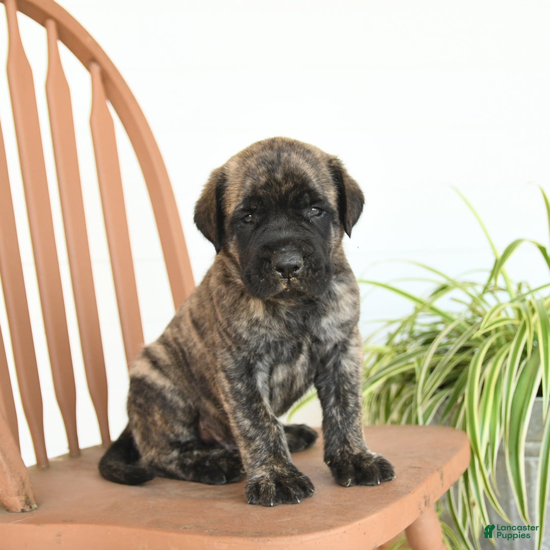 English Mastiff dogs for sale: Mr Grizzle - Image 1