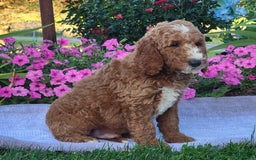 Goldendoodle dogs for sale: Royal - Image 1