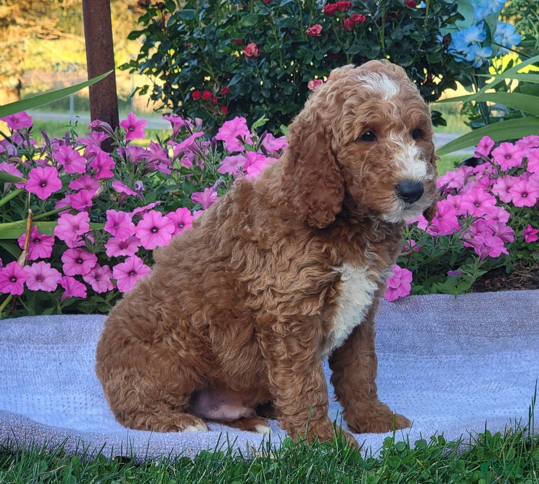 Goldendoodle dogs for sale: Royal - Image 1