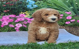 Goldendoodle dogs for sale: Rosie - Image 5