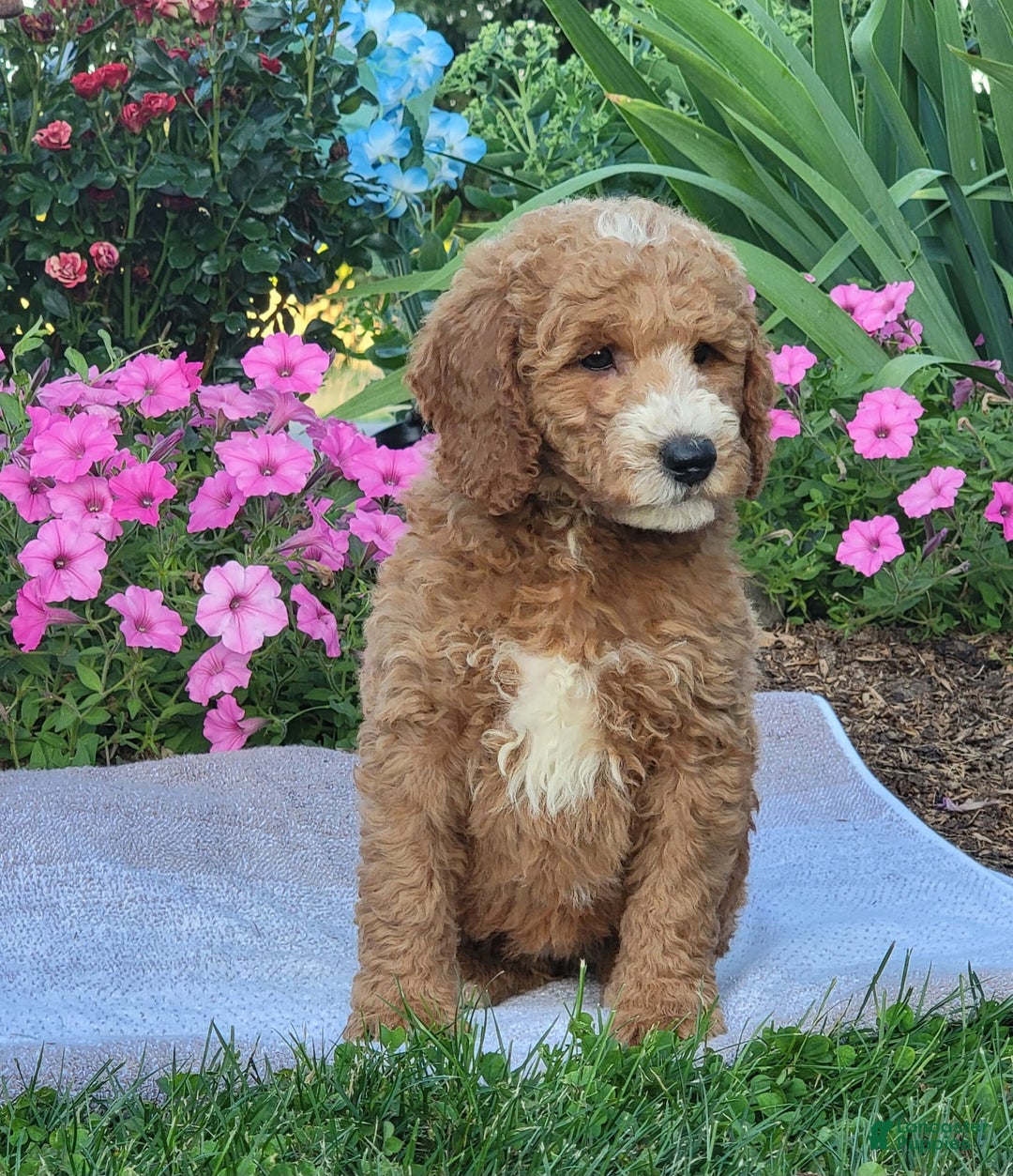 Goldendoodle dogs for sale: Rosie - Image 5