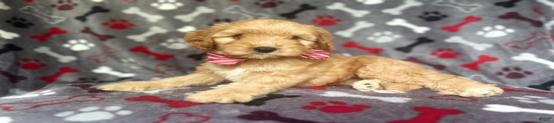 Spade