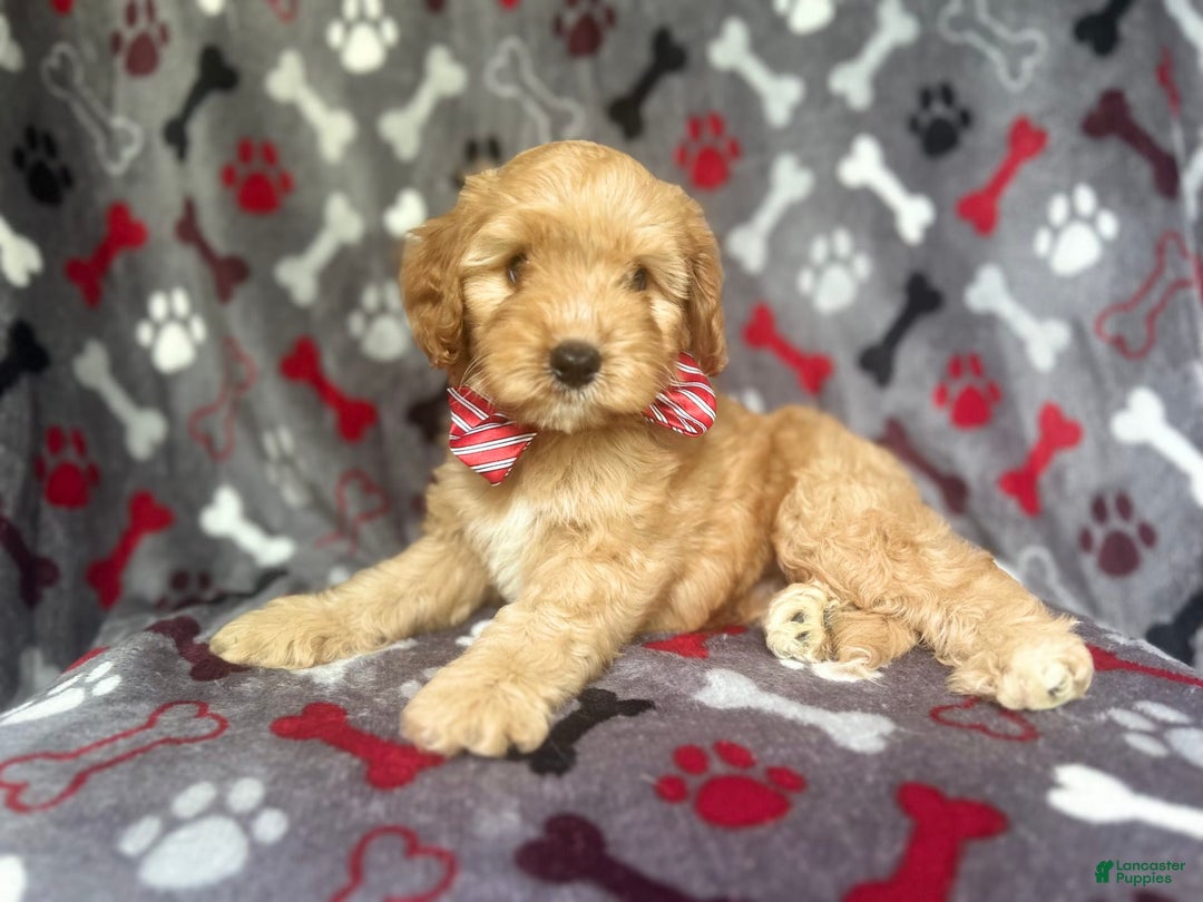 Cavapoo dogs for sale: Spade - Image 1