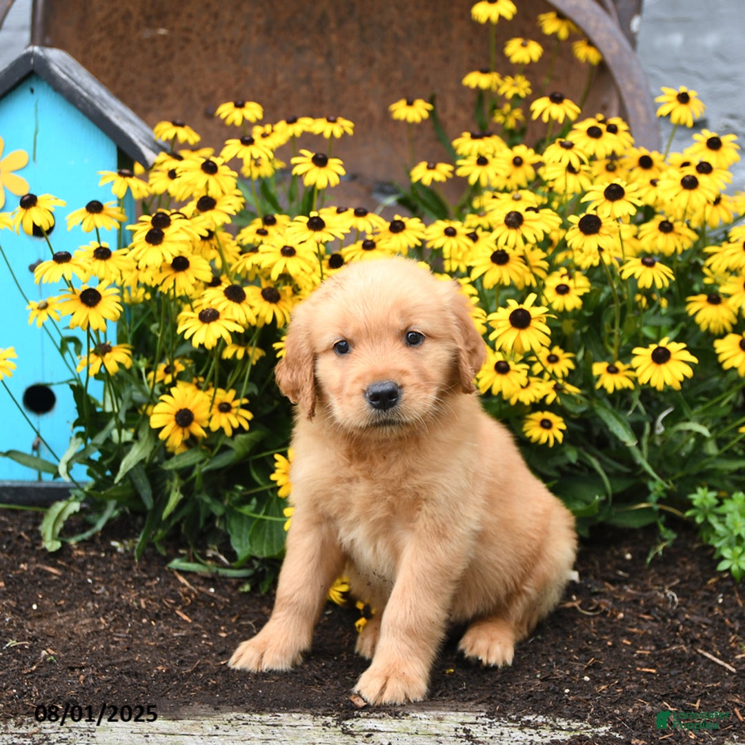 Golden Retriever dogs for sale: Frodo - Image 3