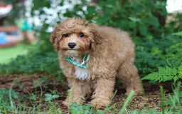 Yorkiepoo dogs for sale: Max - Image 7
