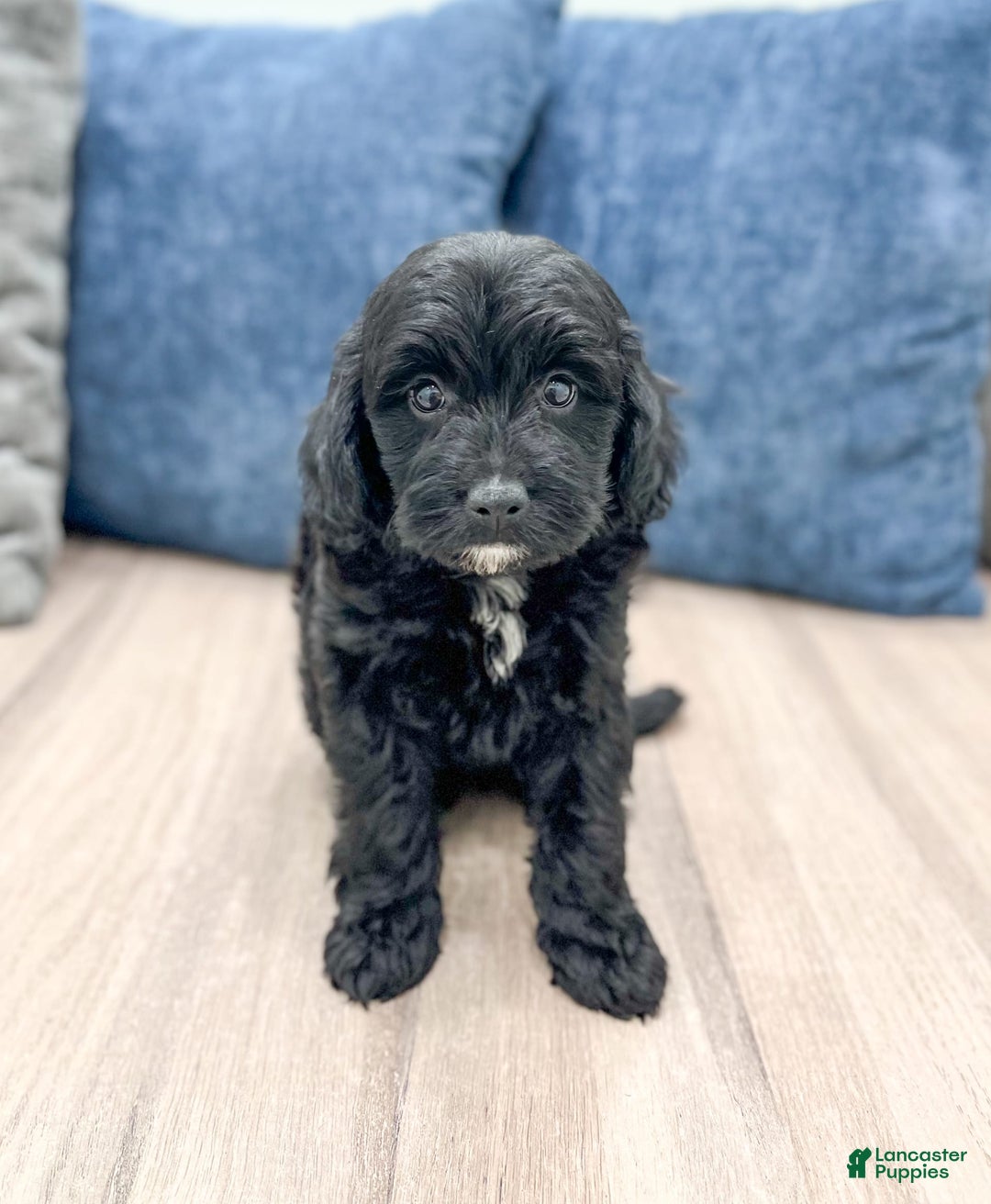  dogs for sale: Mini Goldendoodle 5 puppies - Image 13