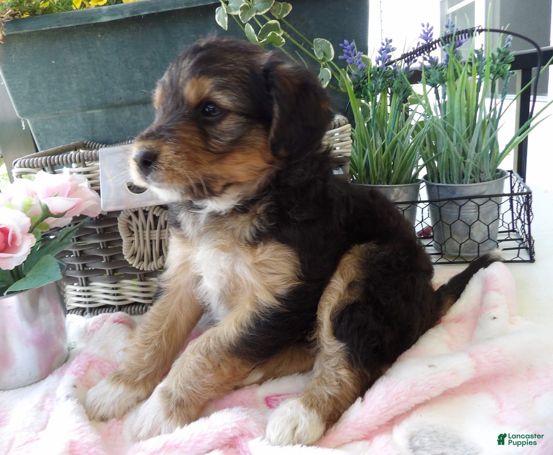 Yorkiepoo dogs for sale: Donny - Image 3