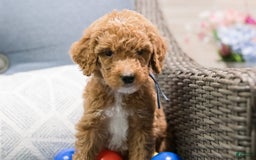 Standard Poodle dogs for sale: Nacho - Image 1