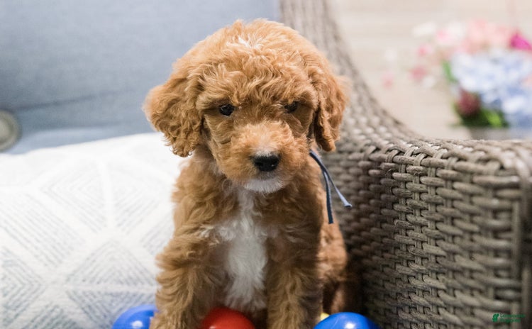 Standard Poodle dogs for sale - Ad 1