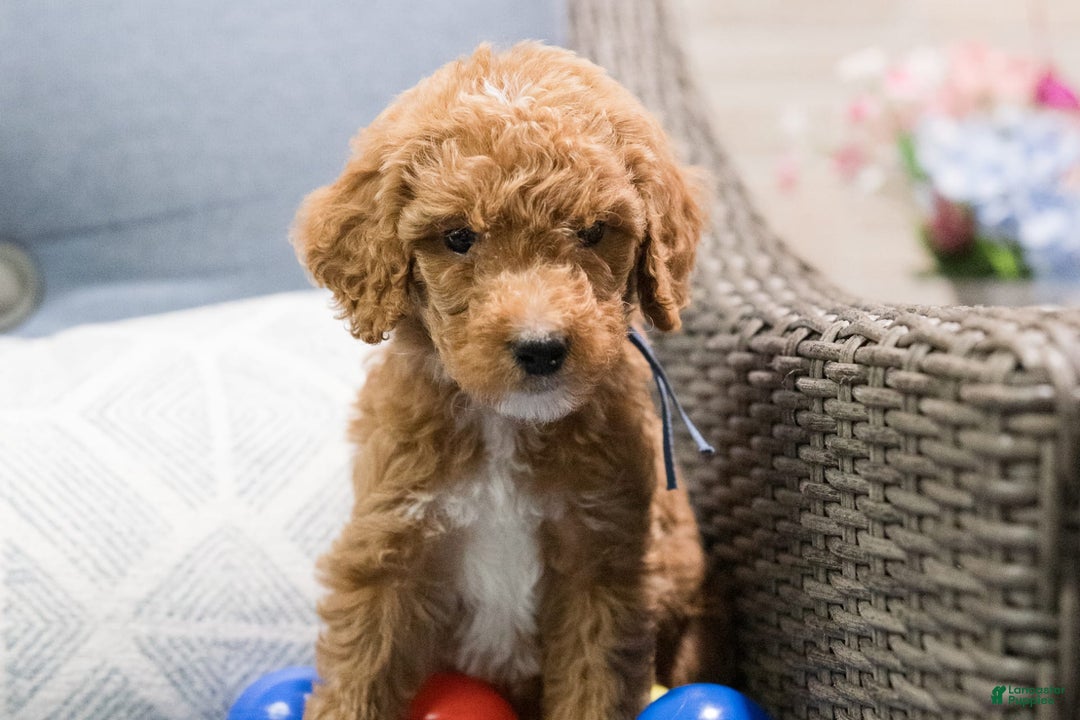 Standard Poodle dogs for sale: Nacho - Image 1
