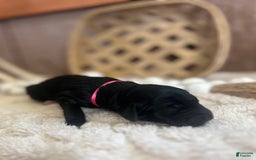 Goldendoodle dogs for sale: Skye - Image 1