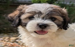 Teddy Bear dogs for sale: Marshmallow - Image 11