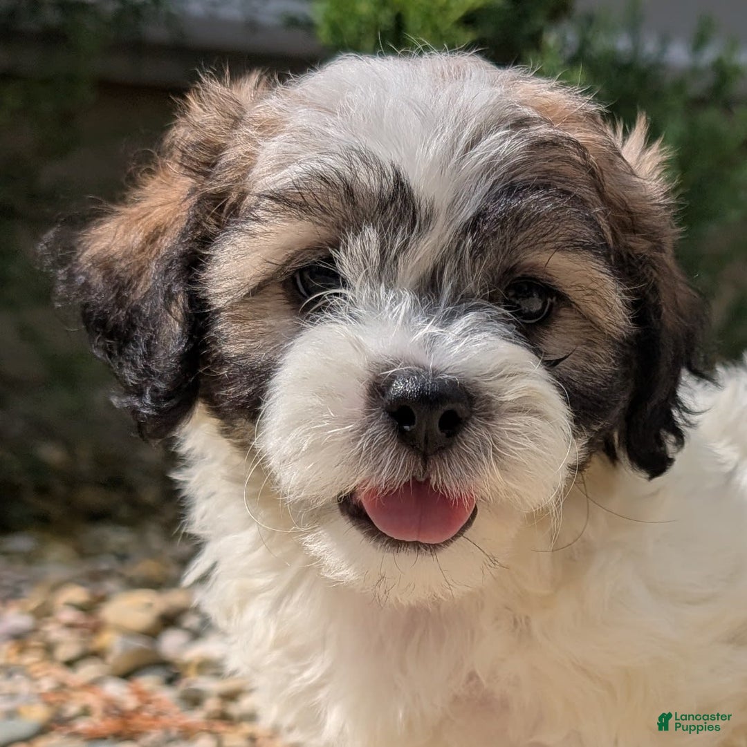 Teddy Bear dogs for sale: Marshmallow - Image 11