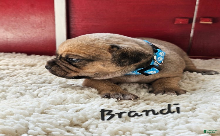 Puggle dogs for sale - Ad 4