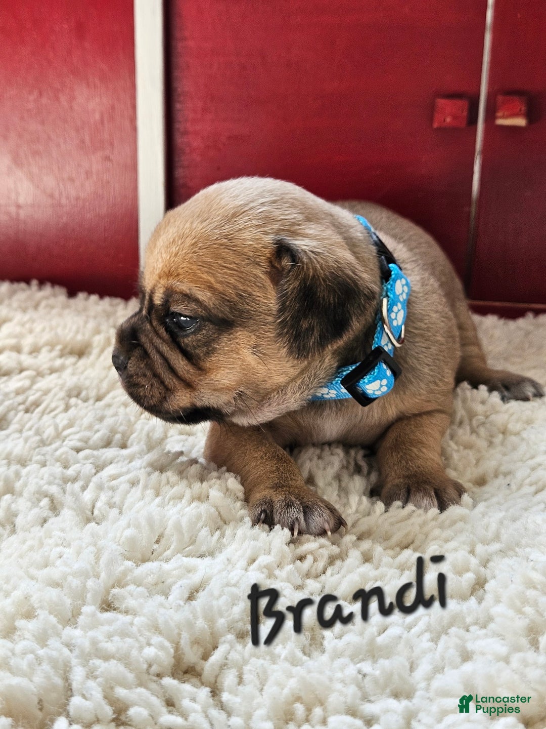 Puggle dogs for sale: Brandi - Image 1