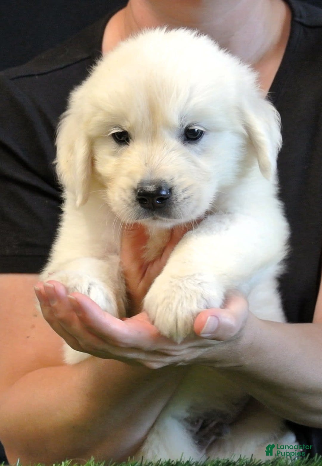 Golden Retriever dogs for sale: Wyatt - Image 2