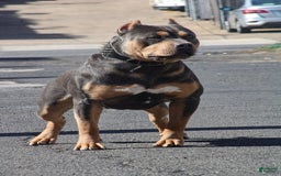 American Bully dogs for sale: Tip - Image 14
