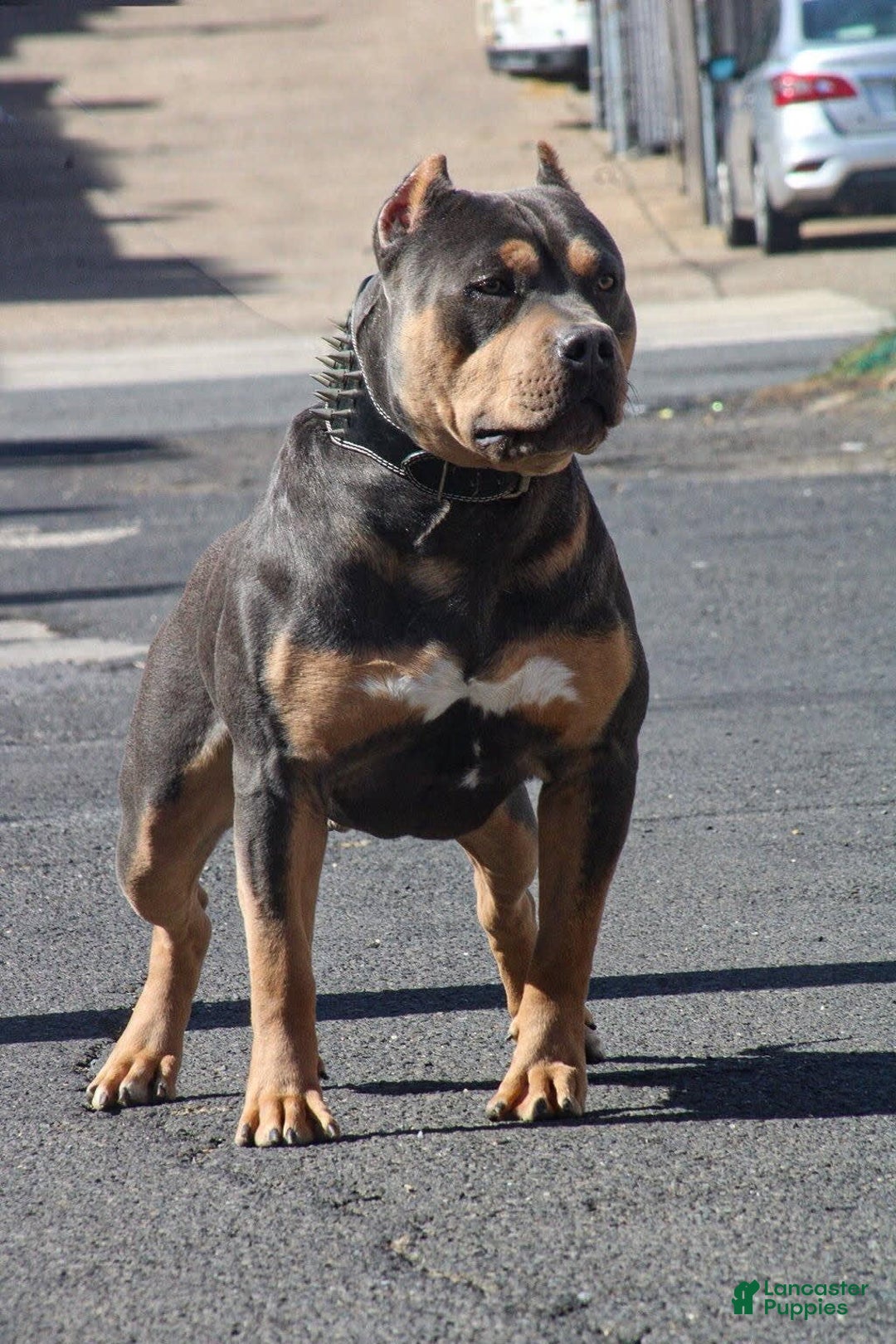 American Bully dogs for sale: Tip - Image 14