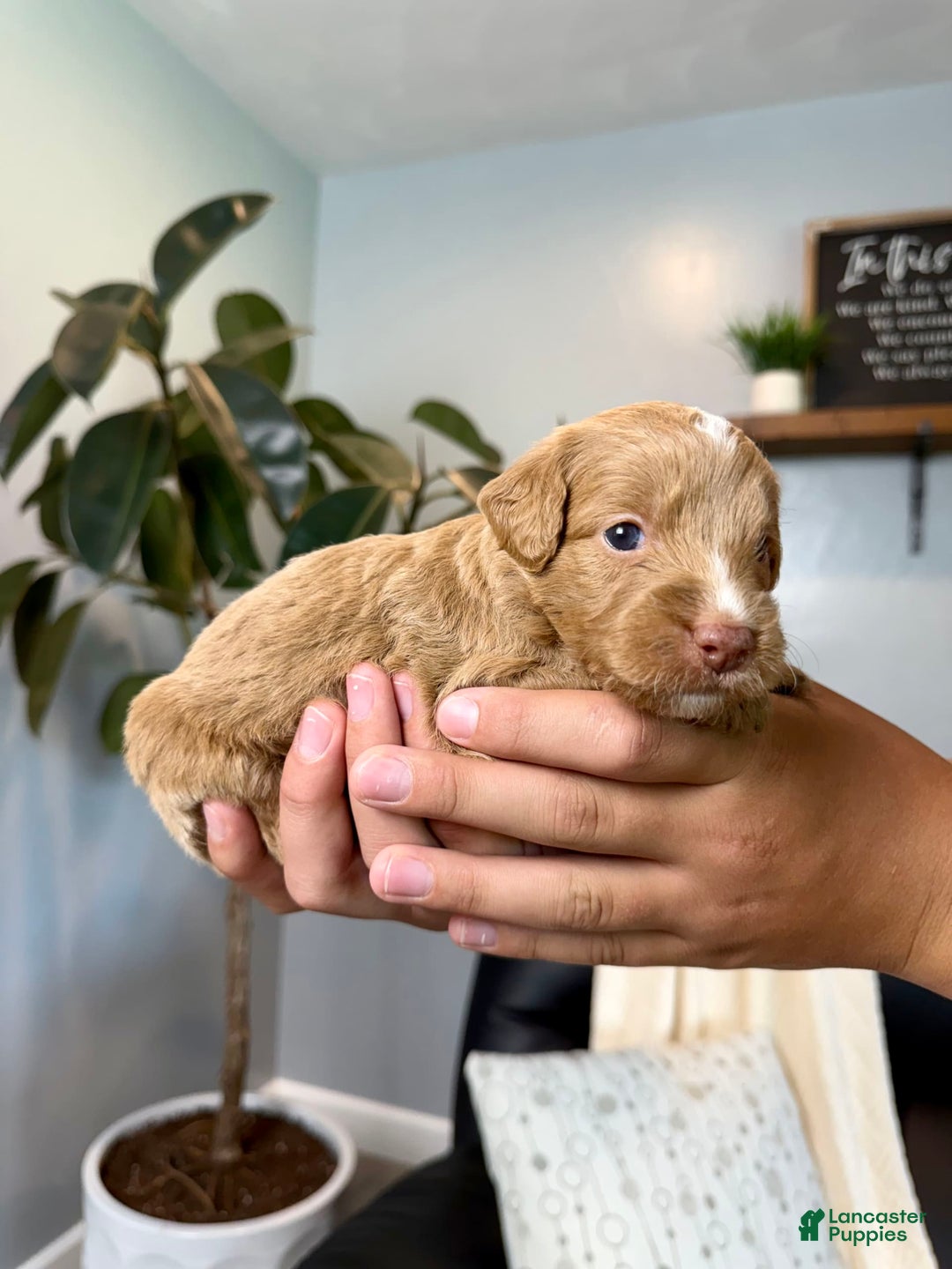 Mini Goldendoodle dogs for sale: Asher - Image 1