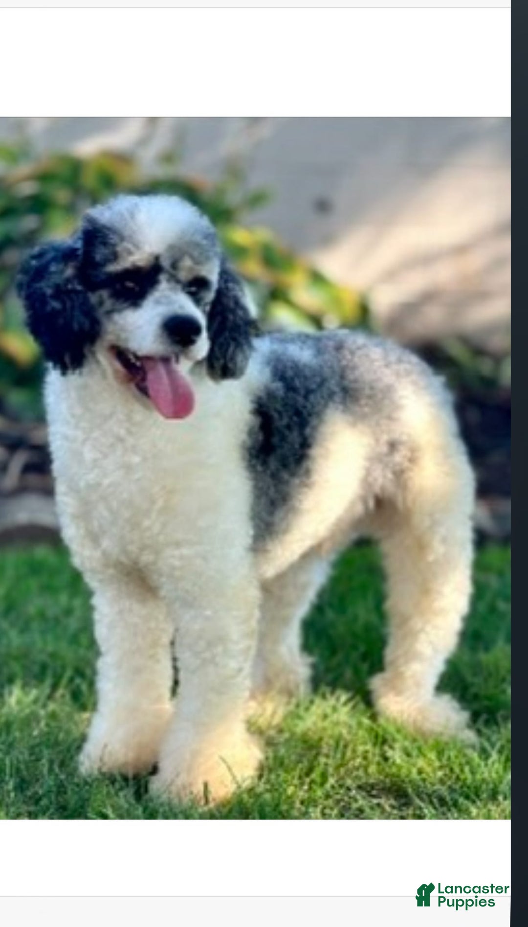 Miniature Poodle dogs for stud: Ash - Image 5