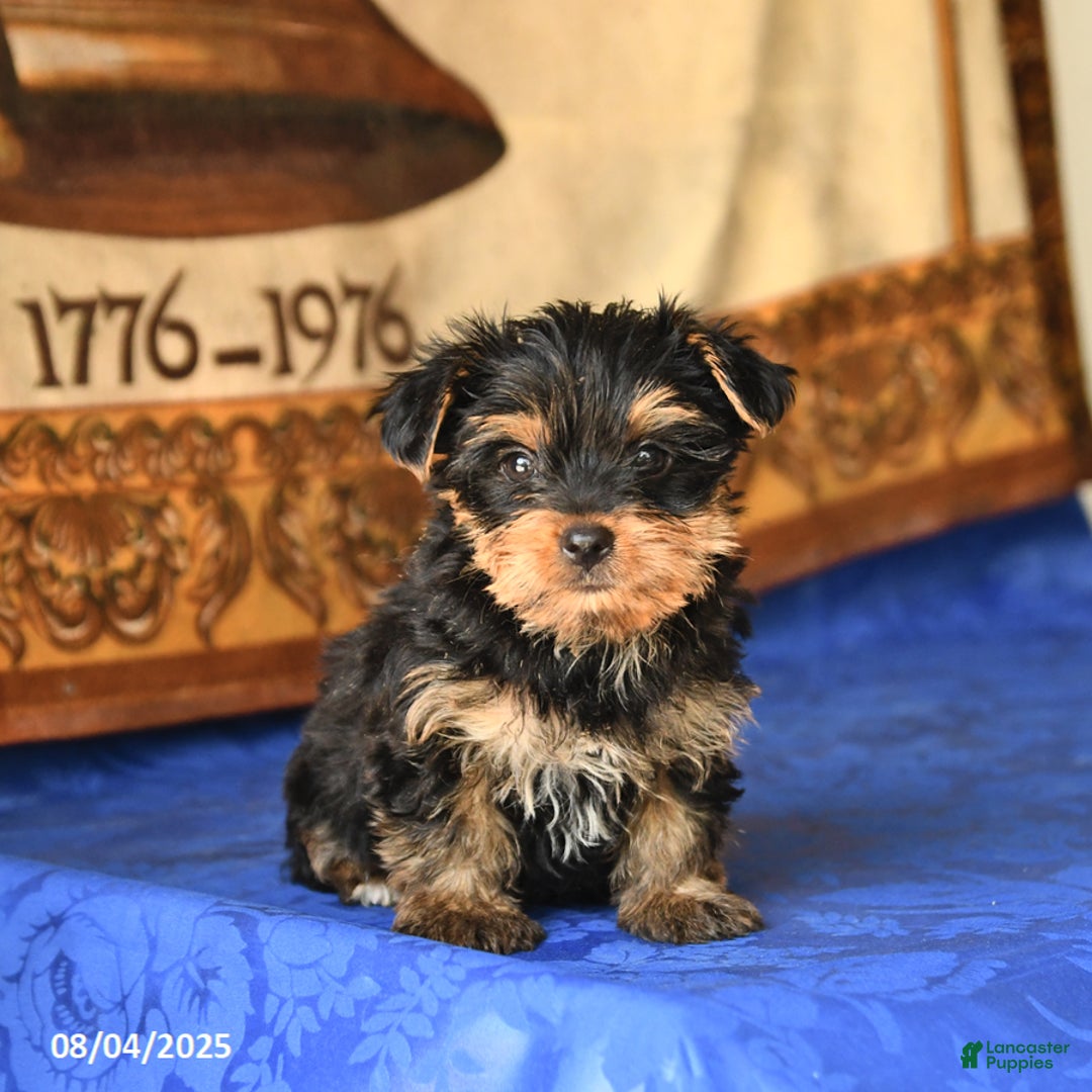 Yorkshire Terrier dogs for sale: Yorkshire Terrier 4 puppies - Image 18