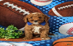 Mini Goldendoodle dogs for sale: Hamilton Hypoallergenic - Image 5