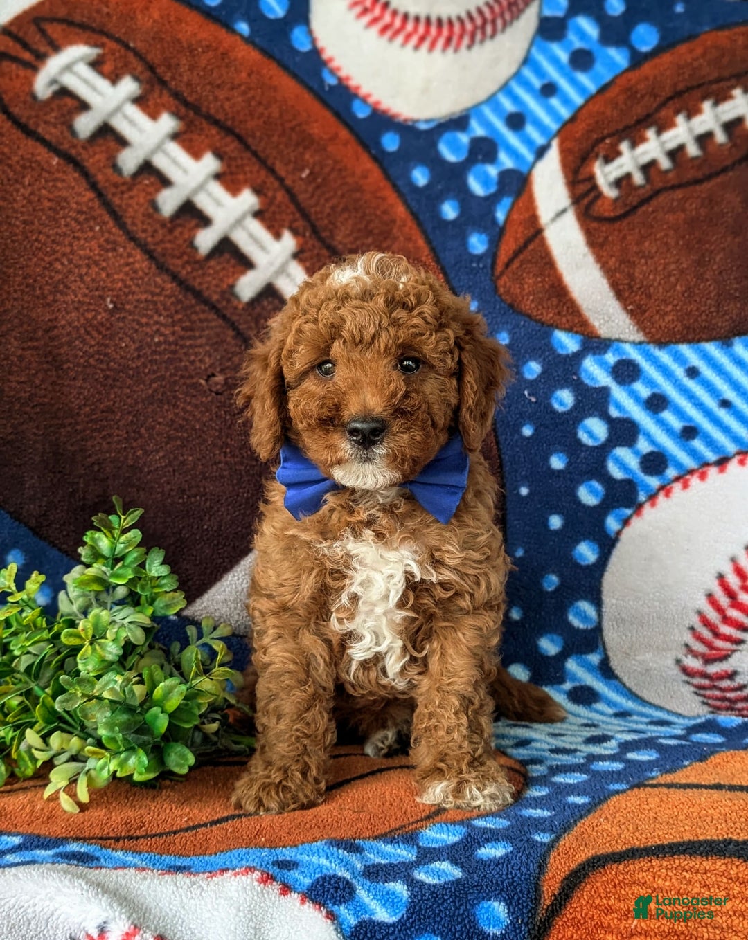 Mini Goldendoodle dogs for sale: Hamilton Hypoallergenic - Image 5